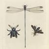 1. Lestes Lucrecia; 2. Xylocopa Latipes; 3. Synagris Cornuta (male).