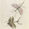 1. Phasma (Platycrana) Jamaicensis; 2. Mantis Cingulata.