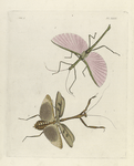 1. Phasma (Platycrana) Jamaicensis; 2. Mantis Cingulata.