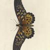 Papilio Antimachus.