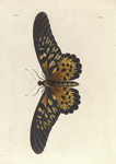 Papilio Antimachus.