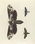 1. Hepialus Crassus; 2. Sphinx Idrieus; 3. Ægeria Plumipes.