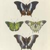 1. 2. Vanessa Anacardii.