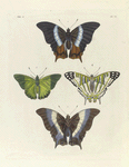 1. 2. Vanessa Anacardii.