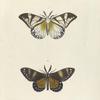 1. Callimorpha ? Cafra; 2. Callimorpha ? Nerina.