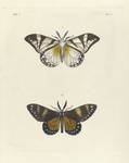 1. Callimorpha ? Cafra; 2. Callimorpha ? Nerina.