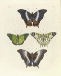 1. 2. NymphalisDecius; 3. Nymphalis Eupale; 4. Nymphalis Camillus.