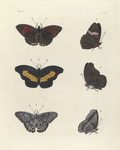 1. 2. Nymphalis Isis; 3. 4. Nymphalis Antiochus; 5. 6. Hipparchia Cluena.