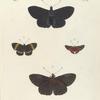 1. 4. Nymphalis Arethusa; 2. Erycina Jarbas; 3. Erycina Menetas.