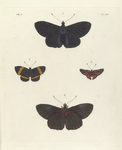 1. 4. Nymphalis Arethusa; 2. Erycina Jarbas; 3. Erycina Menetas.