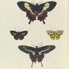 1. PapilioAscanius; 2. 3. Erycina Ampyx; 4. Papilio Agavus.