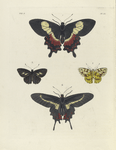 1. PapilioAscanius; 2. 3. Erycina Ampyx; 4. Papilio Agavus.