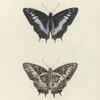 Nymphalis (Charaxes) Etesipe.