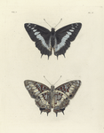 Nymphalis (Charaxes) Etesipe.