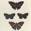 1. 2. Nymphalis (Charaxes) Benerice;  3. 4. Biblis Ariadne ?