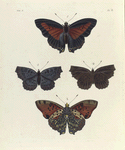 1. 2. Nymphalis (Charaxes) Benerice;  3. 4. Biblis Ariadne ?