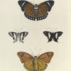 1. 2. Nymphalis Eleus;  3. 4. Erycina Baucis.