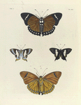 1. 2. Nymphalis Eleus;  3. 4. Erycina Baucis.