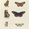 1. 2. Acræa Hypatia; 3. 4. Acræa Menippe; 5. 6. Heliconia Gazoria.
