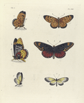 1. 2. Acræa Hypatia; 3. 4. Acræa Menippe; 5. 6. Heliconia Gazoria.