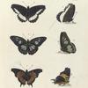 1. 2. Biblis Hiarbas; 3. 4. Nymphalis Semire; 5. 6. Vanessa Delius.