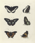 1. 2. Biblis Hiarbas; 3. 4. Nymphalis Semire; 5. 6. Vanessa Delius.