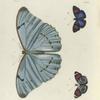 1. Morpho Laertes; 2. 3. Nymphalis (Catagramma) Hydaspes.