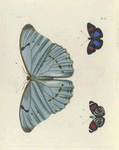 1. Morpho Laertes; 2. 3. Nymphalis (Catagramma) Hydaspes.