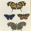 1. 2. Nymphalis Hippona;  3. Nymphalis Orsis (male); 4. Castnia Thais.