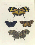 1. 2. Nymphalis Hippona;  3. Nymphalis Orsis (male); 4. Castnia Thais.