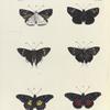 1. 2. Hesperia Ophion; 3.4. Hesperia (Eudamus) Orion; 5. 6. Nymphalis Janais.