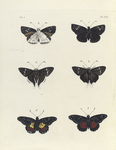 1. 2. Hesperia Ophion; 3.4. Hesperia (Eudamus) Orion; 5. 6. Nymphalis Janais.
