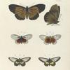 1. 2. Acræa Umbra ; 3. 4. Acræa Dice; 5. 6. Acræa circeis.