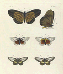 1. 2. Acræa Umbra ; 3. 4. Acræa Dice; 5. 6. Acræa circeis.