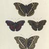 1. 2. Nymphalis Althea; 3. 4. Vanessa Amestris.