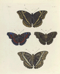 1. 2. Nymphalis Althea; 3. 4. Vanessa Amestris.