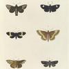 1. Noctua Tristis; 2. Gnophria ? Collaris; 3. Callimorpha Cænea; 4. Geometra (Pæcilophasia) Fulvata; 5. Noctua (Calyptra) Lugubris; 6. Noctua (Acontia) Margaritata.