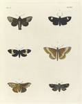 1. Noctua Tristis; 2. Gnophria ? Collaris; 3. Callimorpha Cænea; 4. Geometra (Pæcilophasia) Fulvata; 5. Noctua (Calyptra) Lugubris; 6. Noctua (Acontia) Margaritata.