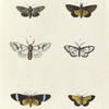 1. Noctua Guttata; 2. Noctua ? Hesione; 3. Endromis Rhodope; 4. Callimorpha ? Diaphana; 5. Callimorpha ? Phileta; 6. Callimorpha ? Eucharis.