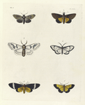 1. Noctua Guttata; 2. Noctua ? Hesione; 3. Endromis Rhodope; 4. Callimorpha ? Diaphana; 5. Callimorpha ? Phileta; 6. Callimorpha ? Eucharis.