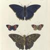 1. 2. Nymphalis (Charaxes) Tiridates; 3. 4.  Nymphalis Pyramus (male).