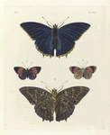 1. 2. Nymphalis (Charaxes) Tiridates; 3. 4.  Nymphalis Pyramus (male).