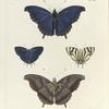 1. 2. Nymphalis Laodice; 3. 4. Thecla Phaleros (male).