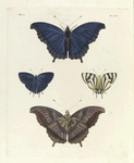 1. 2. Nymphalis Laodice; 3. 4. Thecla Phaleros (male).