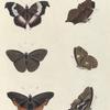 1. 2. Vanessa Pelarga; 3. 4. Nymphalis Meleagris; 5. 6. Nymphalis (Charaxes) Anticlea.