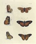 [1.1.] Acræa Horta;  [2.2.] Acræa Gea (male); [3.3. ] Nymphalis Hostilia.