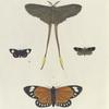 1. Saturnia Argus; 2. Callimorpha Epimenis; 3. Lithosia ? Ino; 4. Callimorpha? Helcita.