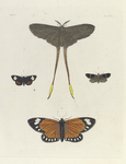 1. Saturnia Argus; 2. Callimorpha Epimenis; 3. Lithosia ? Ino; 4. Callimorpha? Helcita.
