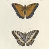 1. 2. Nymphalis (Charaxes) Pollux.