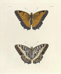 1. 2. Nymphalis (Charaxes) Pollux.